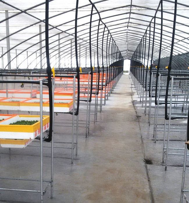 芽苗菜生產(chǎn)及培訓