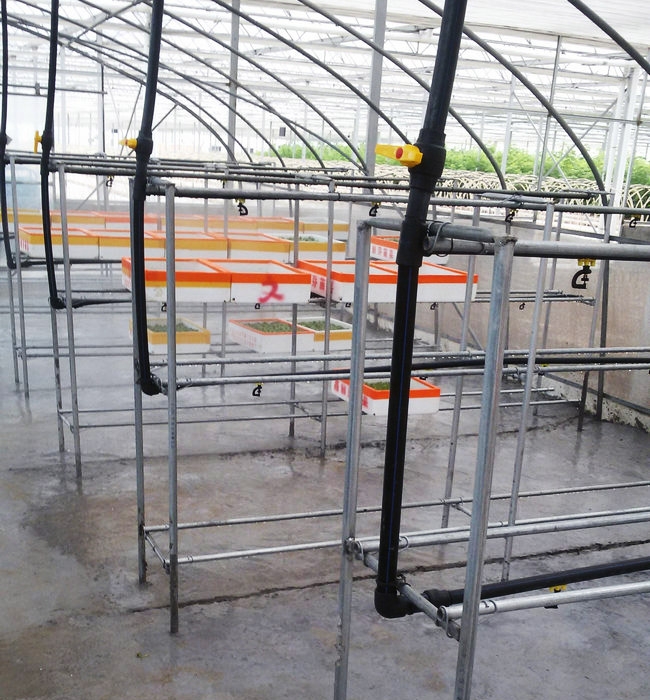 芽苗菜生產(chǎn)及培訓